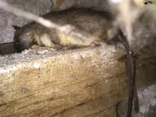Dead Rat Removal Amity Point
